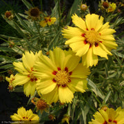 Coreopsis, Tequila Sunrise #1